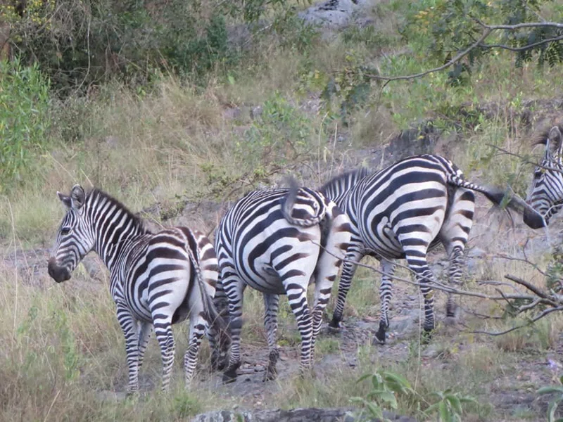 Lake Mburo National Park 3