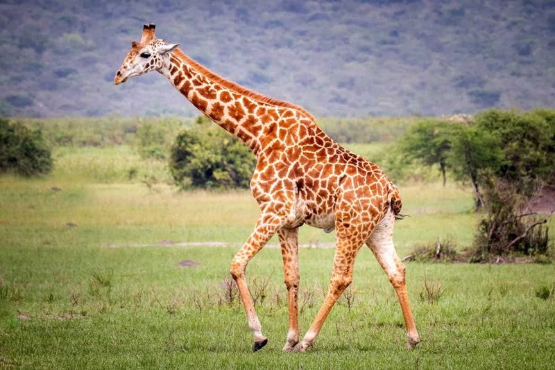 Lake Mburo National Park 5