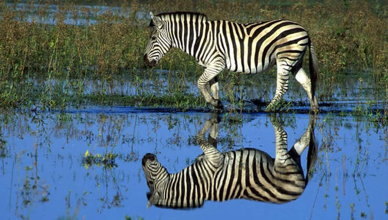 Lake Mburo National Park 4