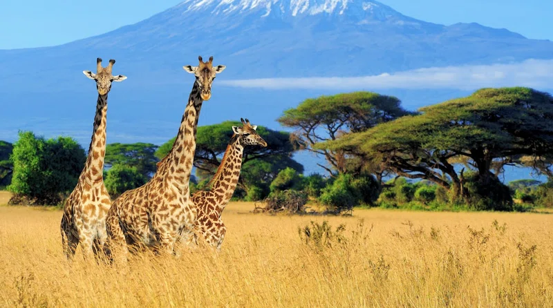 Mt. Kenya National Park 2