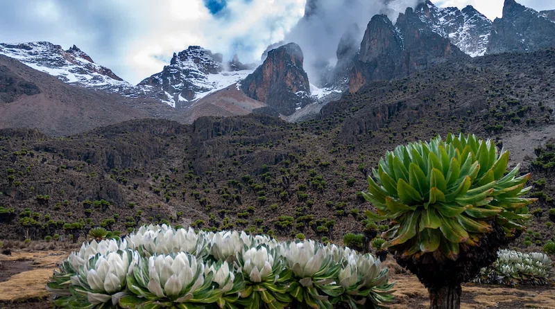 Mt Kenya National Park 4