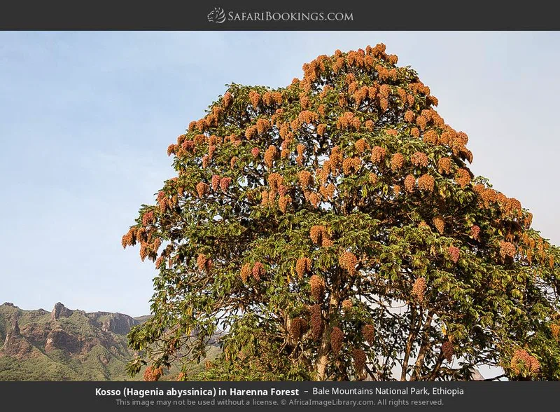 Harena Forest, Bale Mountains National Park 4