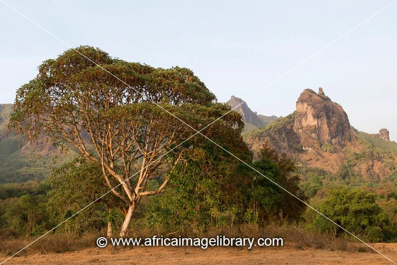 Harena Forest, Bale Mountains National Park 2