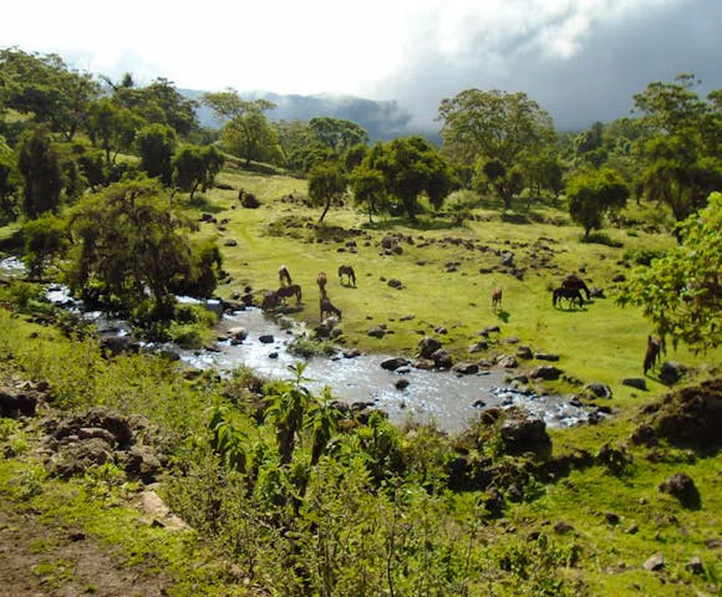 Harena Forest, Bale Mountains National Park 5