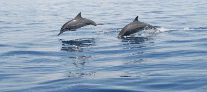 Kisite National Marine Park 2