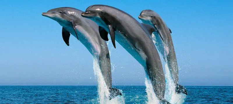 Kisite National Marine Park 3