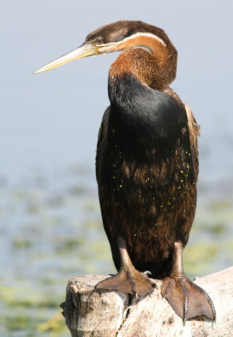 Marievale Bird Sanctuary & Suikerbosrand Nature Reserve 3