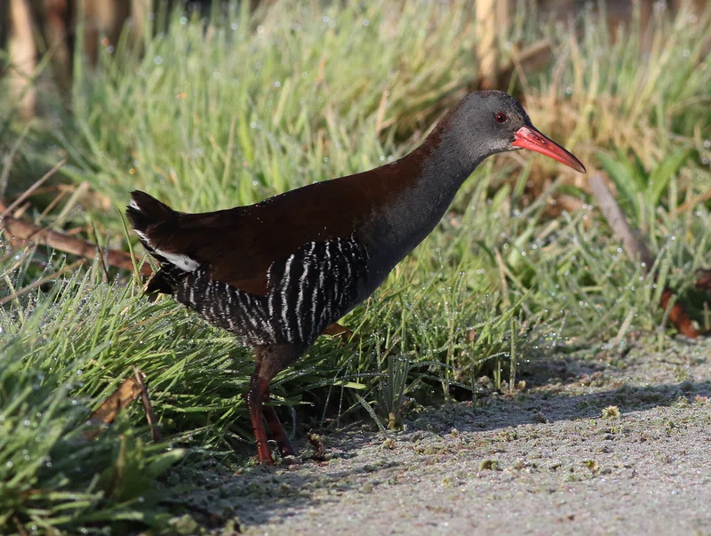 Marievale Bird Sanctuary & Suikerbosrand Nature Reserve 2
