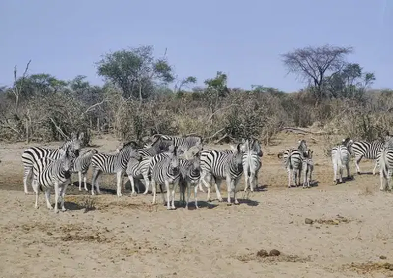 Eastern Moremi 3