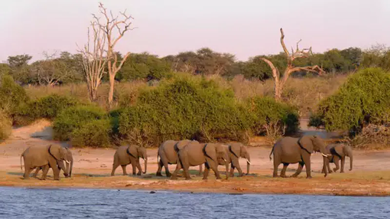 Western Moremi 3