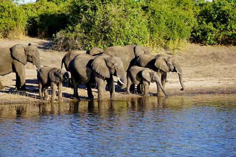 Western Moremi 2