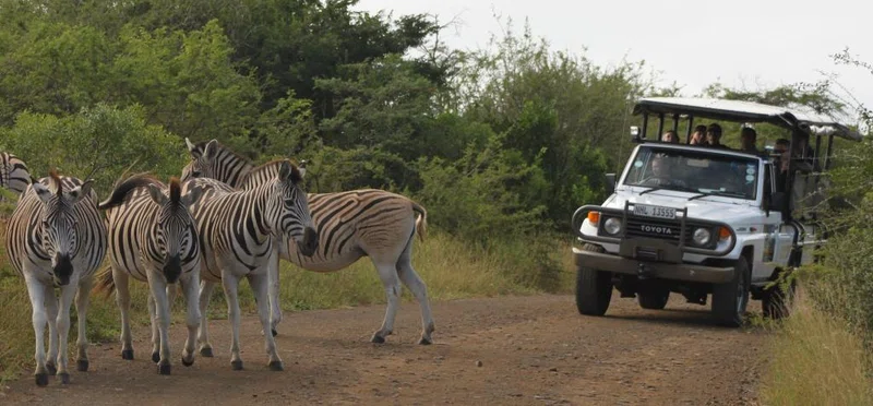 Hluhluwe Game Reserve 2