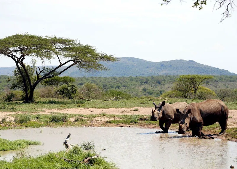 Hluhluwe Game Reserve 5