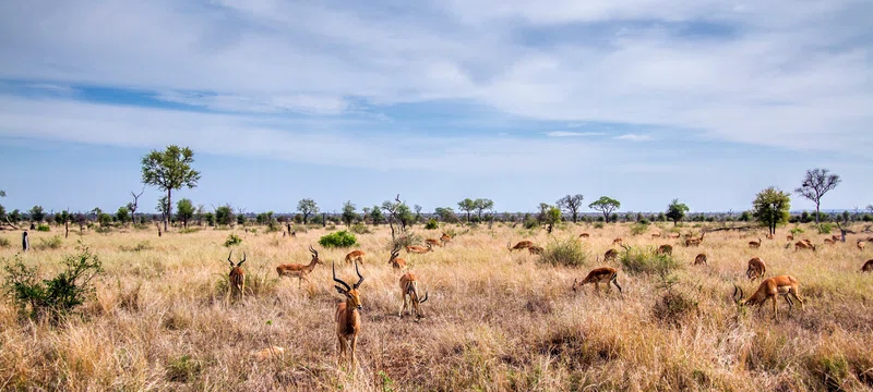 Klaserie Game Reserve 4