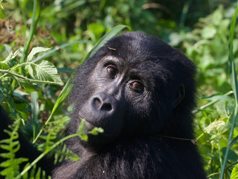 Ruhija, Bwindi Impenetrable Forest 3