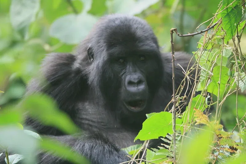 Ruhija, Bwindi Impenetrable Forest 2