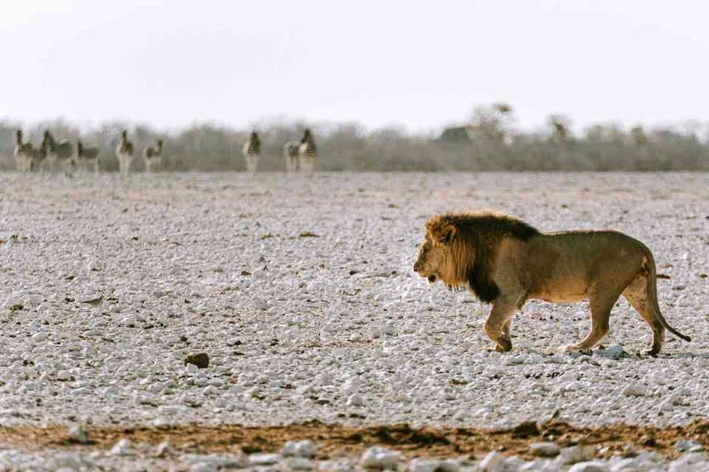 Etosha National Park (Western Part) 2