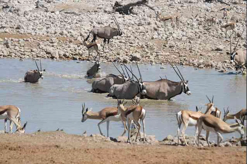 Etosha National Park (Western Part) 3