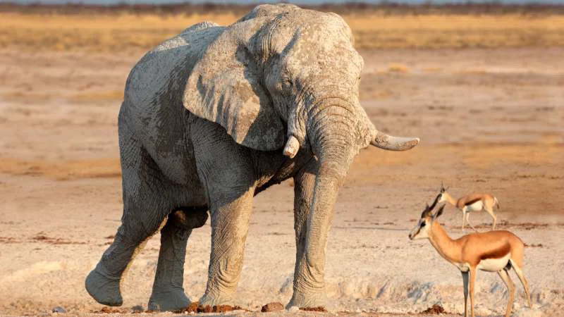 Etosha National Park (Western Part) 4