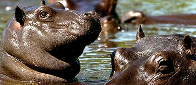Mkuzi Game Reserve 2