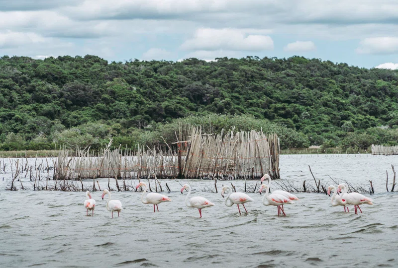 Kosi Bay Nature Reserve 4