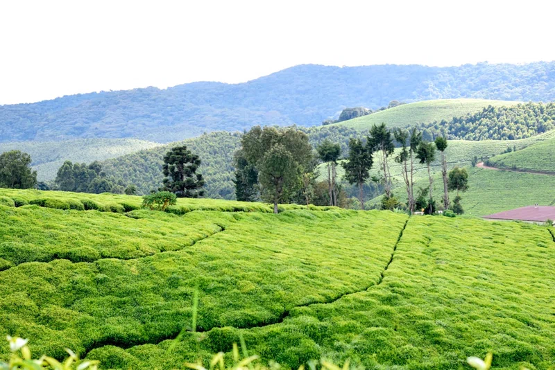 Burundi 4