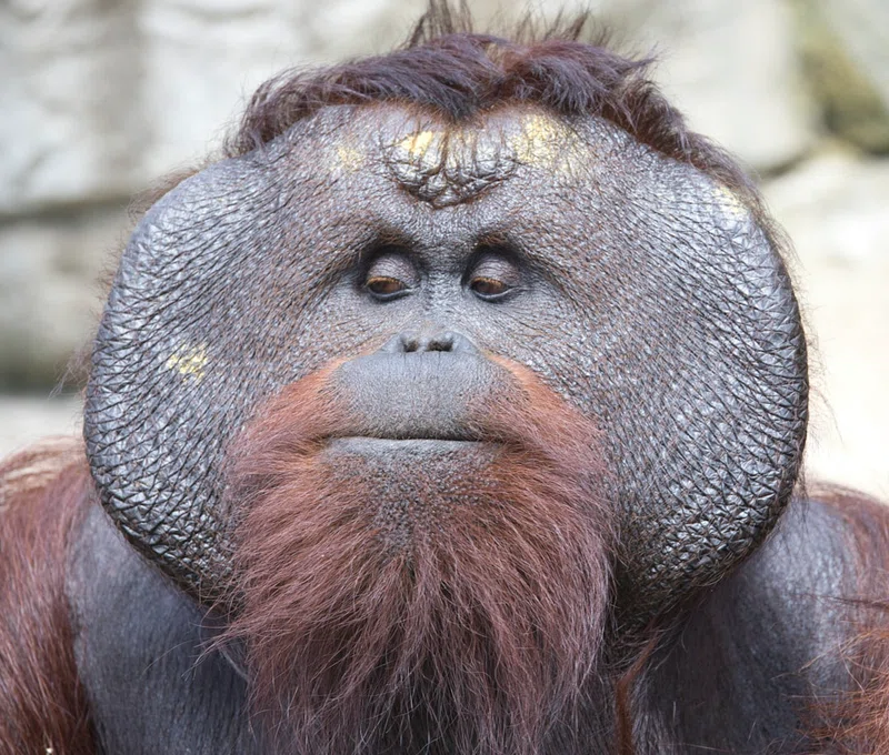 Chad 5