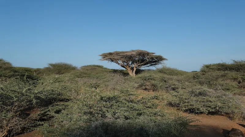 Djibouti 4