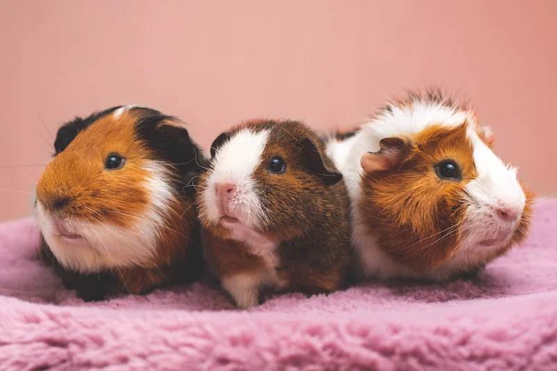 Guinea 2