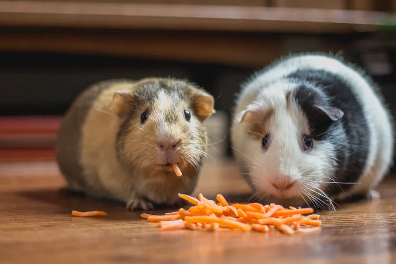 Guinea 4