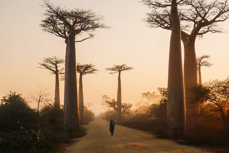 Madagascar 2