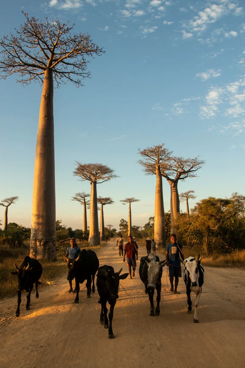 Madagascar 5