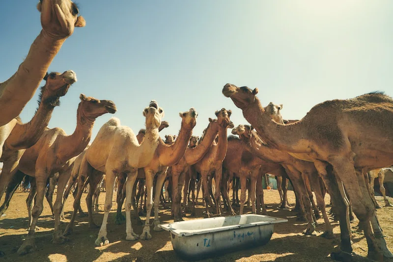 Mauritania 5