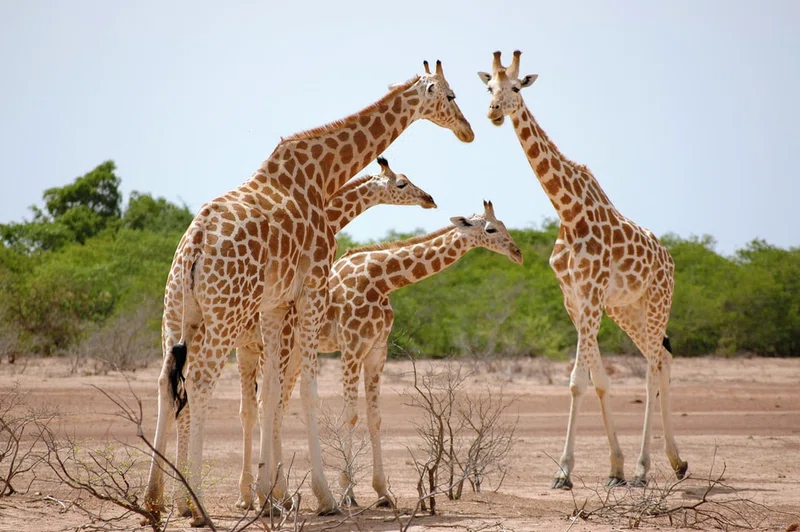 Niger 2