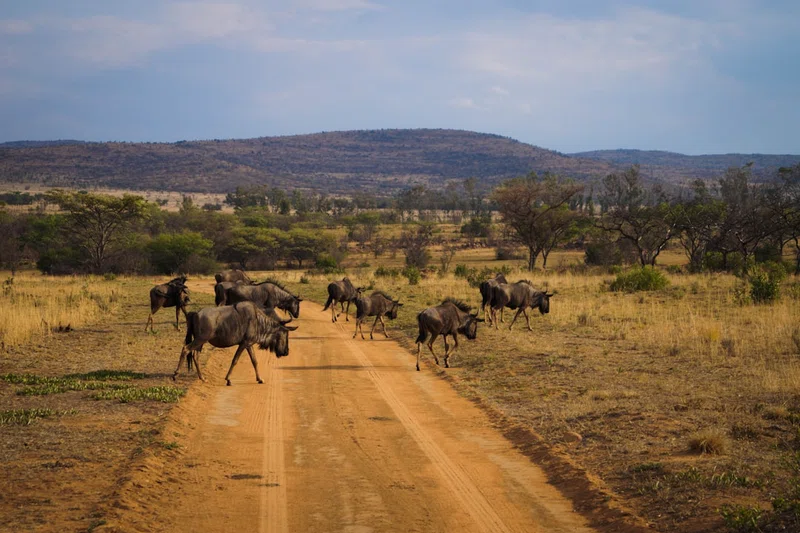South Sudan 4