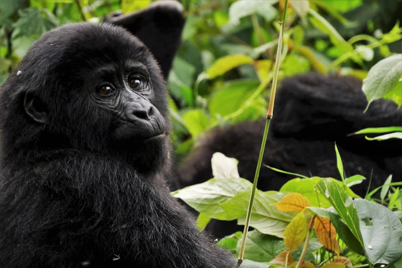Uganda 3