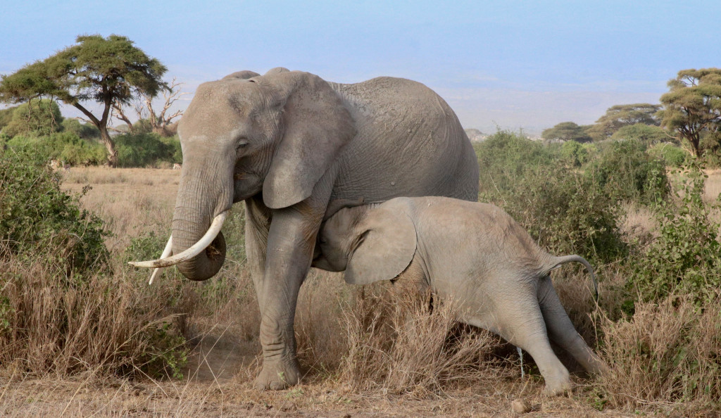 White Plains Safaris 3
