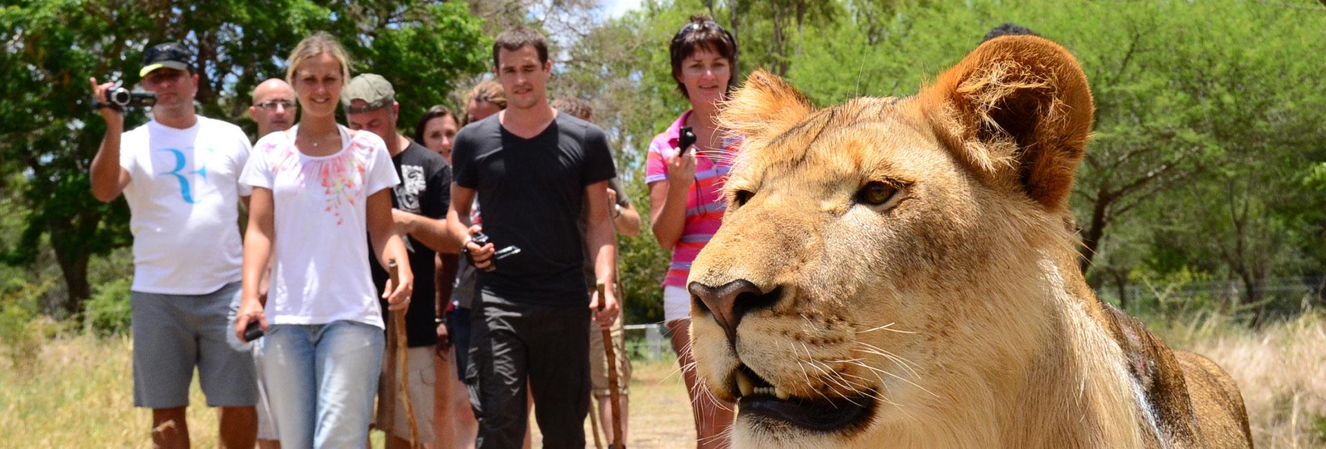 Safari Adventures Mauritius