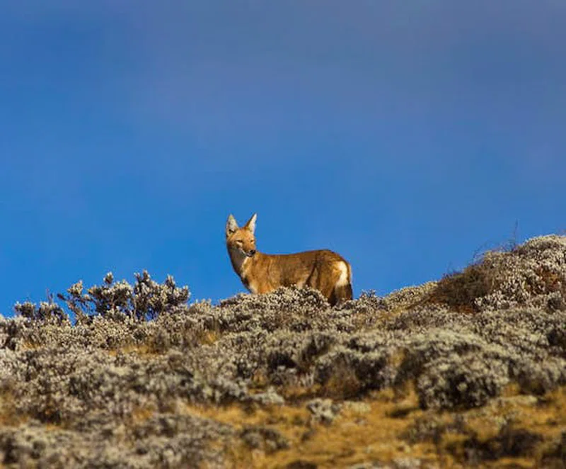 Bale Mountains National Park 4
