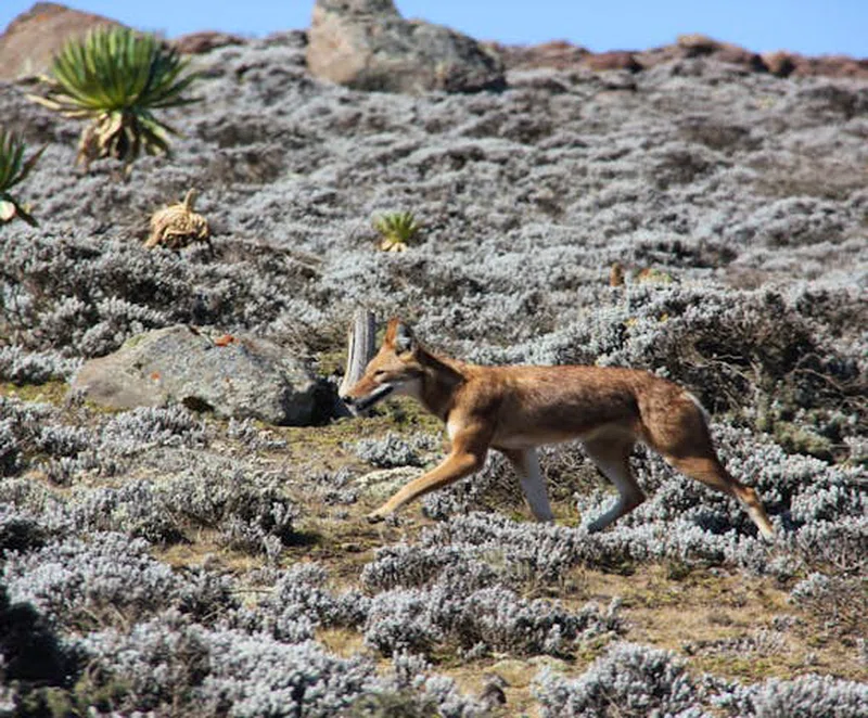Bale Mountains National Park 3