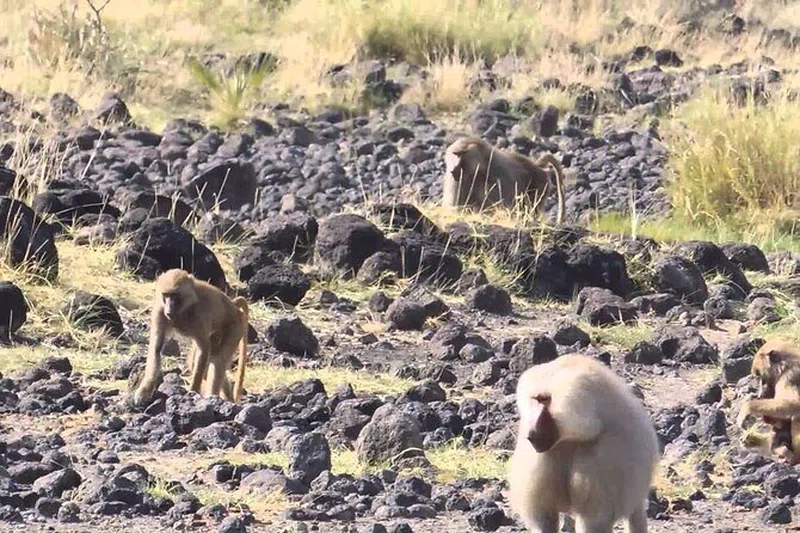 Awash National Park 2