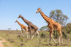 Tanzania Budget Safari Tours