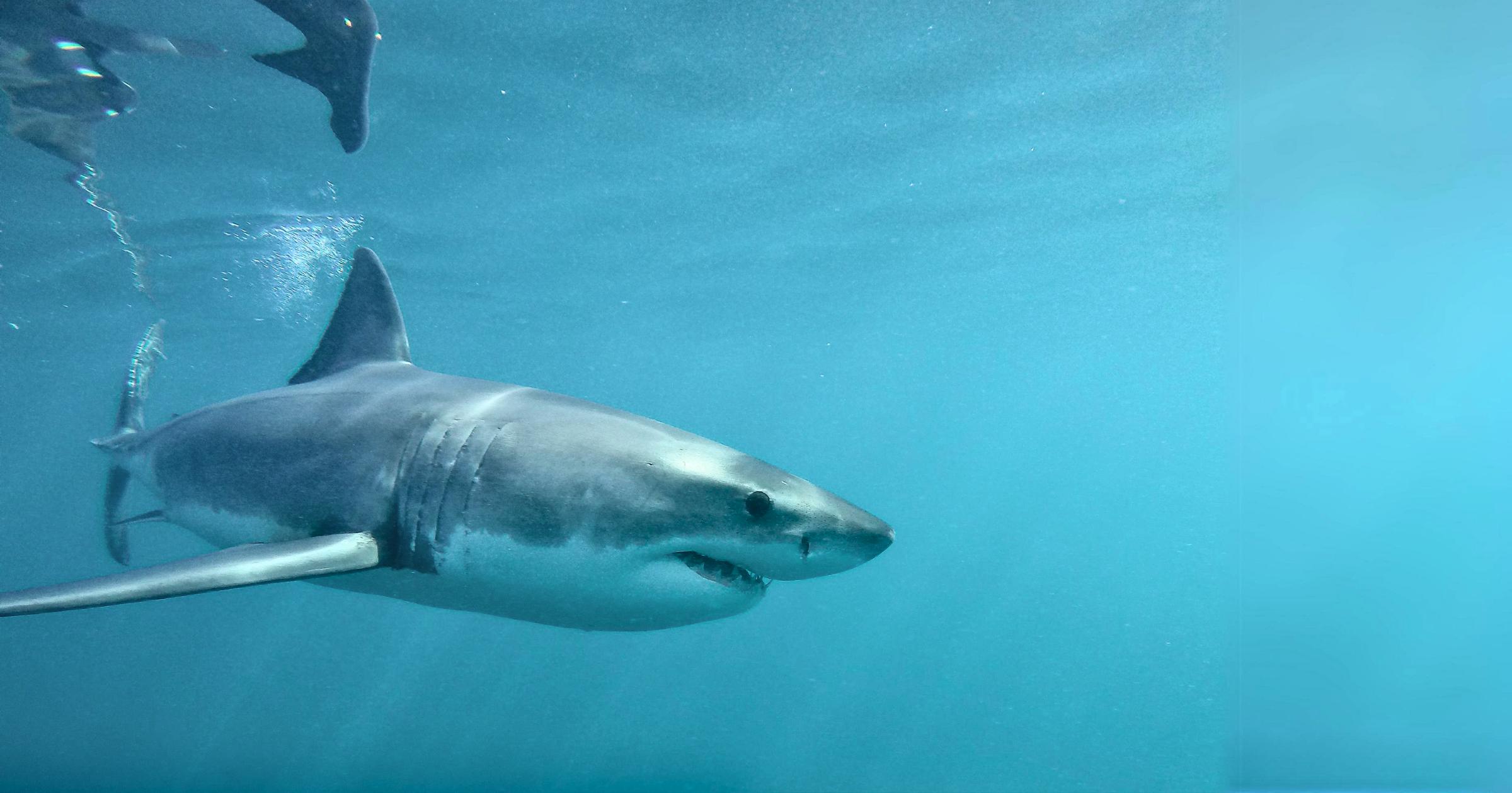Marine Dynamics Shark Tours