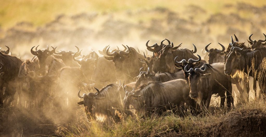 Lappet Faced Safaris 3