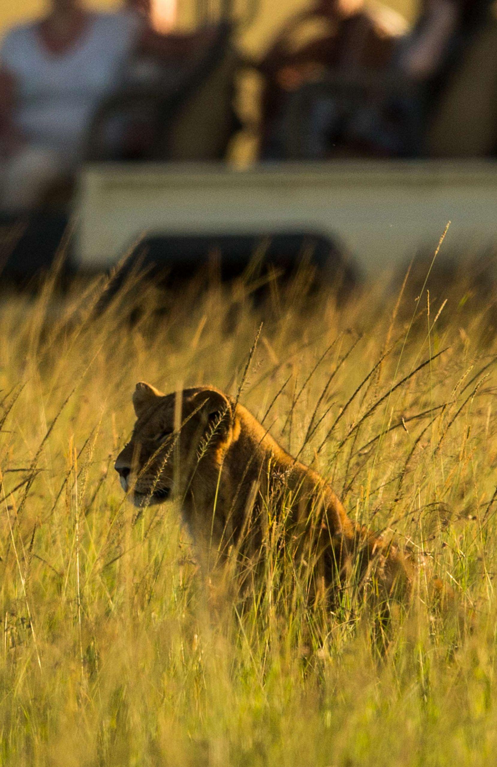 Porini Safari Camps
