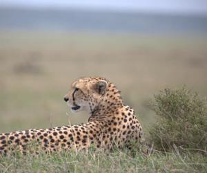 Luxury Africa Safari Tours