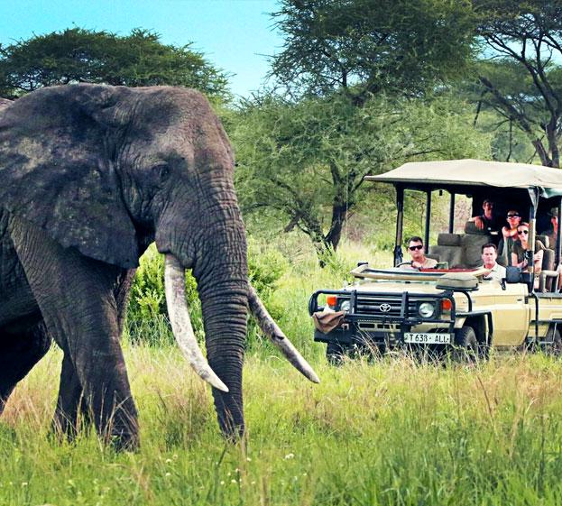 Lights on Africa Destinations & Safaris 4