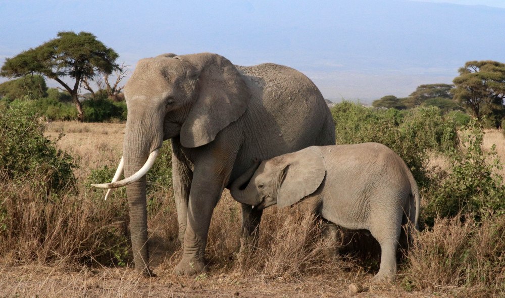 White Plains Safaris 4