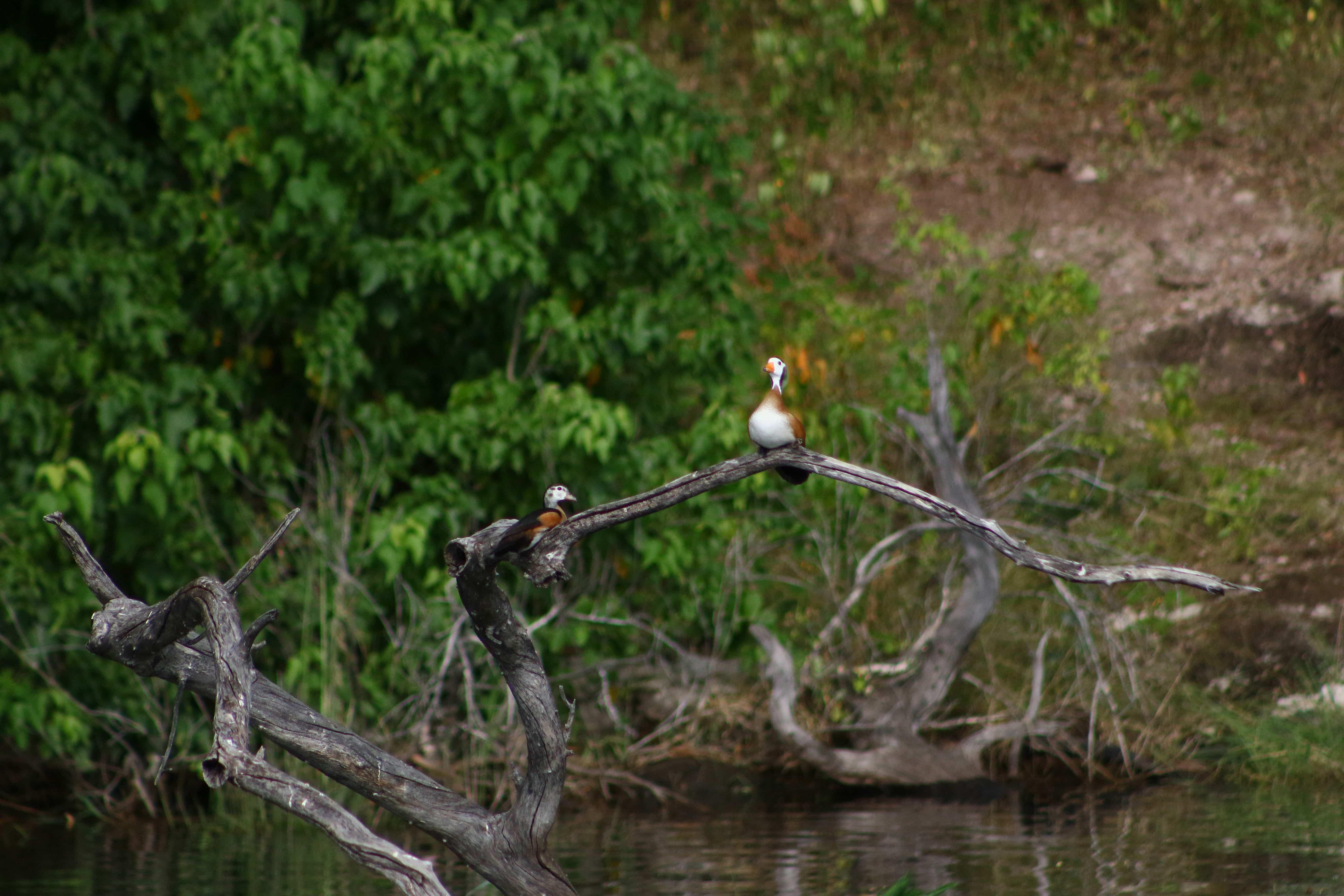 Chobe Riverfront 2