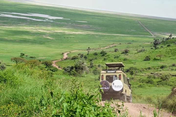 African Pangolin Safaris 4